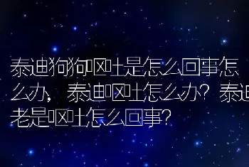 泰迪狗狗呕吐是怎么回事怎么办，泰迪呕吐怎么办？泰迪老是呕吐怎么回事？