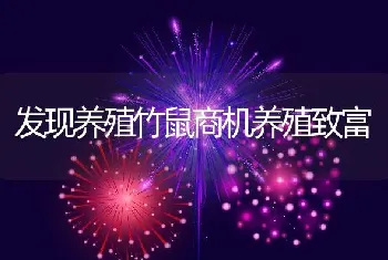 发现养殖竹鼠商机养殖致富