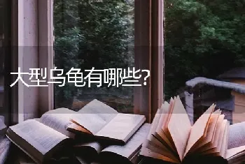 大型乌龟有哪些？