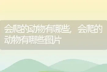 会爬的动物有哪些，会爬的动物有哪些图片