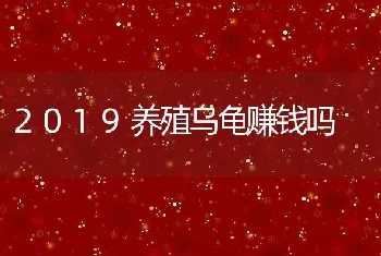 2019养殖乌龟赚钱吗