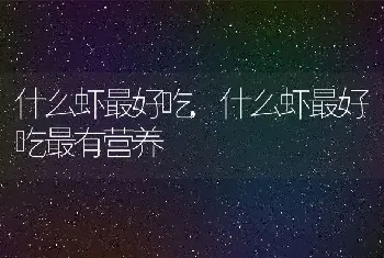 什么虾最好吃，什么虾最好吃最有营养