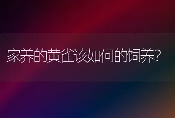 家养的黄雀该如何的饲养？