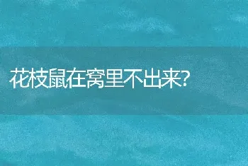 花枝鼠在窝里不出来？