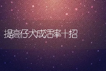 提高仔犬成活率十招