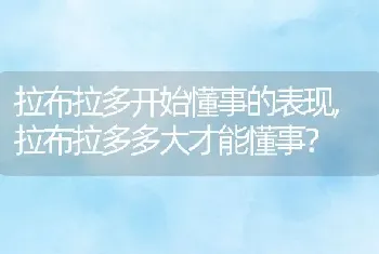 拉布拉多开始懂事的表现，拉布拉多多大才能懂事？