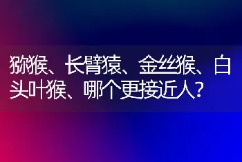 猕猴、长臂猿、金丝猴、白头叶猴、哪个更接近人？