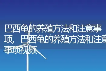 巴西龟的养殖方法和注意事项，巴西龟的养殖方法和注意事项视频