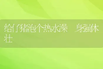 给仔猪泡个热水澡身强体壮