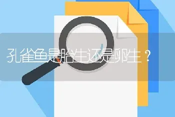 孔雀鱼是胎生还是卵生？