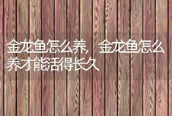 金龙鱼怎么养，金龙鱼怎么养才能活得长久