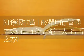 母狗的发情期多长？月经多长时间？期间如何护理？