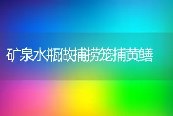 矿泉水瓶做捕捞笼捕黄鳝