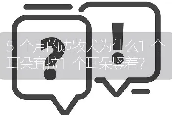 5个月的边牧犬为什么1个耳朵耷拉1个耳朵竖着？