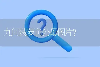 九间菠萝鱼公母图片？