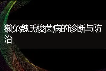 獭兔魏氏梭菌病的诊断与防治