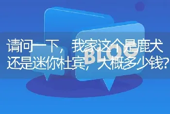 请问一下，我家这个是鹿犬还是迷你杜宾，大概多少钱？