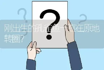 刚出生的孔雀鱼一直在原地转圈？