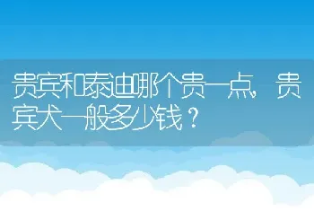 贵宾和泰迪哪个贵一点，贵宾犬一般多少钱？