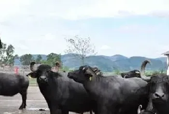 摩拉水牛养殖技术管理要点分析