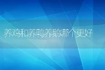 养鸡和养鸭养鹅哪个更好