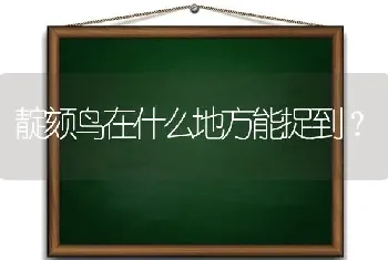 靛颏鸟在什么地方能捉到？