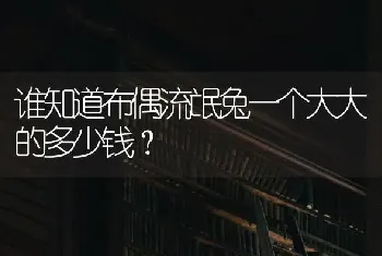 谁知道布偶流氓兔一个大大的多少钱？