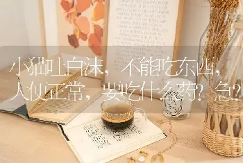 小猫吐白沫，不能吃东西，大便正常，要吃什么药？急？