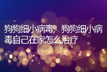 狗狗细小病毒，狗狗细小病毒自己在家怎么治疗