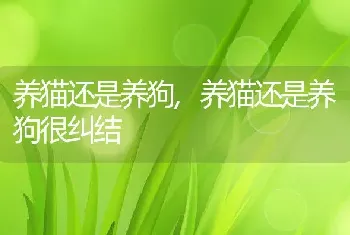 养猫还是养狗，养猫还是养狗很纠结