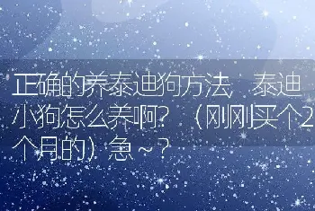 正确的养泰迪狗方法，泰迪小狗怎么养啊？