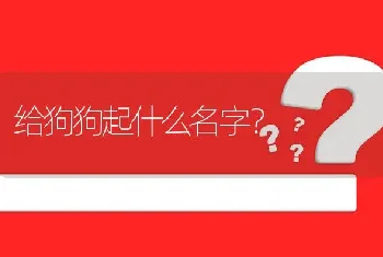 给狗狗起什么名字？