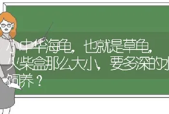 小中华海龟，也就是草龟，火柴盒那么大小，要多深的水饲养？