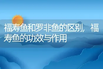 福寿鱼和罗非鱼的区别，福寿鱼的功效与作用