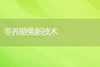 冬养獭兔新技术