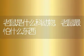 老鼠是什么科动物，老鼠最怕什么东西