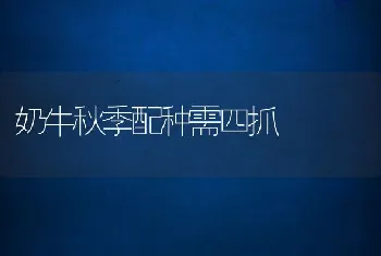 奶牛秋季配种需四抓