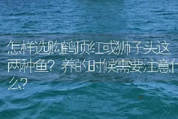 怎样选购鹤顶红或狮子头这两种鱼？养的时候需要注意什么？