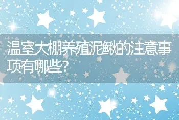 温室大棚养殖泥鳅的注意事项有哪些？