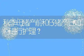 秋季母猪产前和仔猪产后如何进行护理？