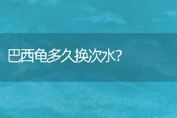 巴西龟多久换次水？