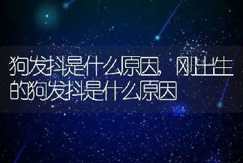 狗发抖是什么原因，刚出生的狗发抖是什么原因