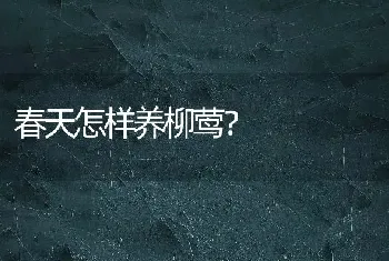 比熊直播怎么样？