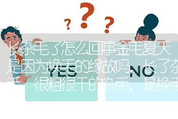 长杂毛了怎么回事金毛夏天是因为换毛的缘故吗，长了杂毛，很粗很干的杂毛，是换毛的缘故？