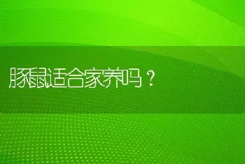 三个月金毛辨别纯不纯？