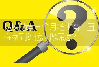 拉屎随意五个月哈士奇一直在家到处拉屎撒尿怎？