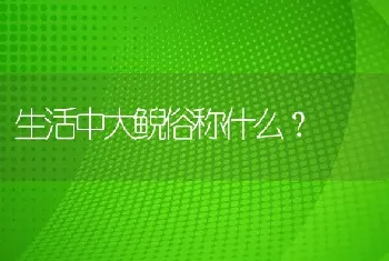 生活中大鲵俗称什么？