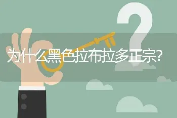 为什么黑色拉布拉多正宗？