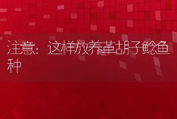 注意：这样放养革胡子鲶鱼种