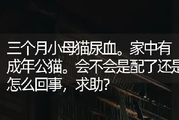 三个月小母猫尿血。家中有成年公猫。会不会是配了还是怎么回事，求助？